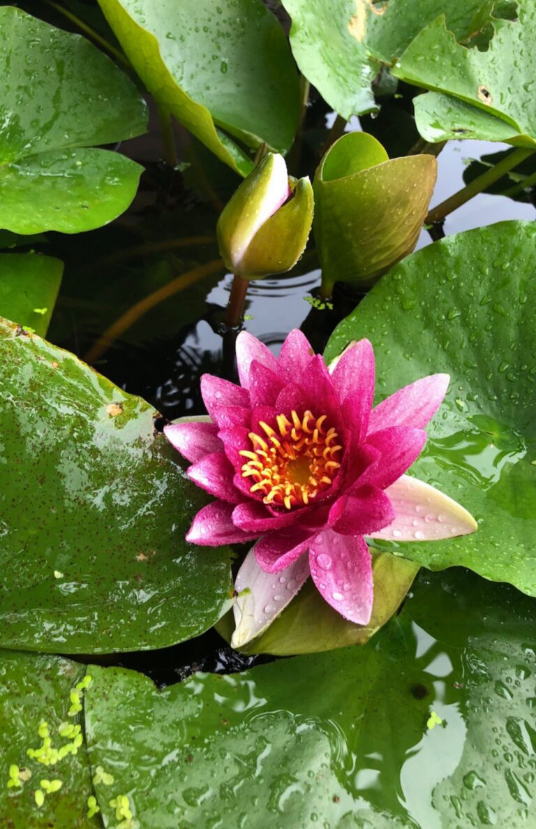 What Is Mindfulness And How Can We Apply It To Daily Life?